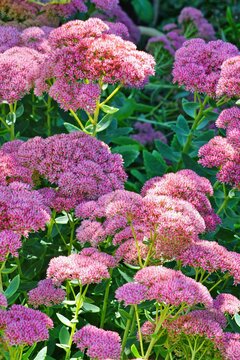 Pink Blooms Of Sedum 