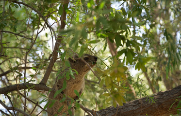 hyrax on a tree eating leaves