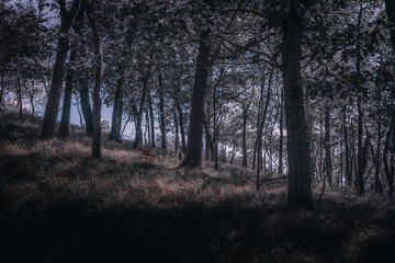 Fototapeta na wymiar dark moody forest on a hill