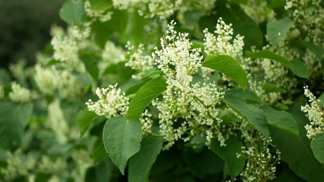 Knotweed flower invasive plant Reynoutria bloom or blossom bees Fallopia japonica Japanese, expansive intruder neophyte achenes calamity flowers honey bee Apis mellifera flying insects collect saw