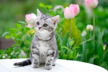 仔猫