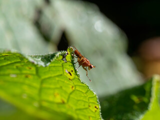 Mouche sur feuille.