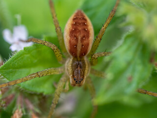 Araignée sur une feuille.