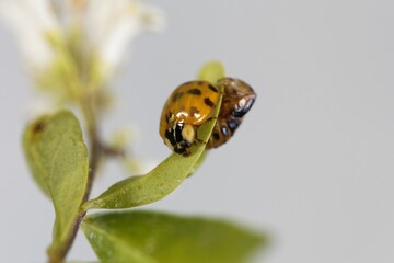 Freshly hatched Asian ladybeetle, Harmonia axyridis