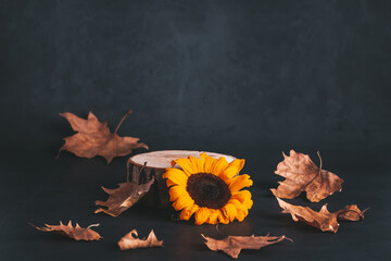 Wooden podium or stand for product with sunflowers and dry leaves on grey stone background, dark...