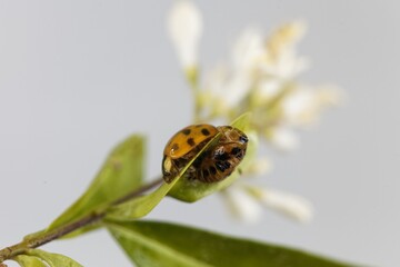 Freshly hatched Asian ladybeetle, Harmonia axyridis