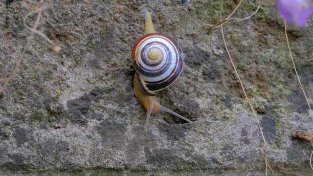Gros plan d'escargot sur un m&ucirc;r