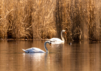 A mute swan (Cygnus olor) swims on a small pond in southern Germany