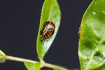 Pupa of an Asian ladybeetle, Harmonia axyridis