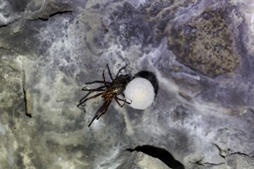 European cave spider, Meta menardi, with a cocoon