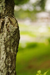 Fototapeta premium 年代を感じる樹の樹皮