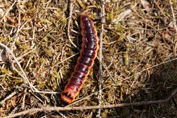 Caterpillar of a goat moth, Cossus cossus