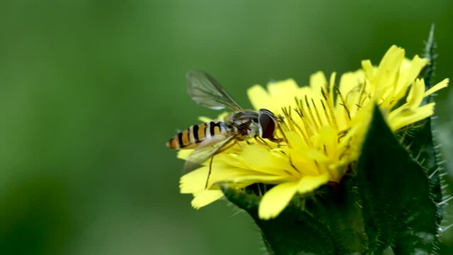 Syrphe sur fleur.