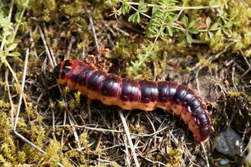 Caterpillar of a goat moth, Cossus cossus
