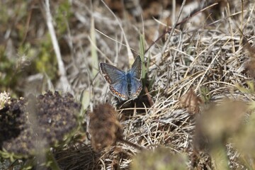 An Idas blue butterfly, Plebejus idas