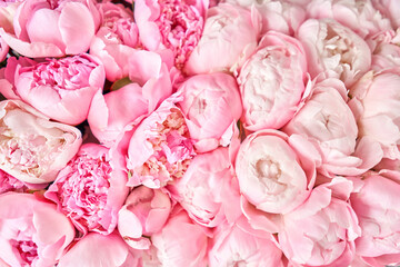 Floral carpet or Wallpaper. Beautiful Pink peony flower for catalog or online store. Floral shop...
