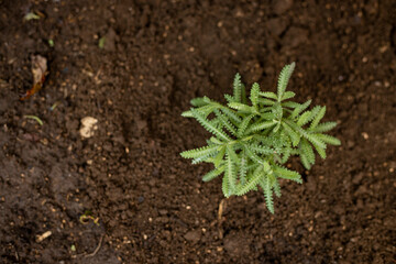 Newly planted plant - working in the home garden - Agriculture and vegetable growing - freshly planted in organic soil, planting process - top view