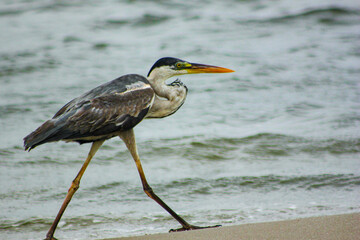 great blue heron