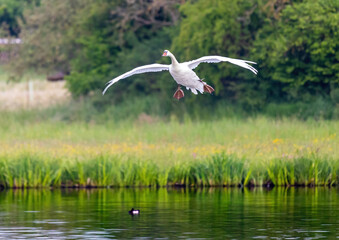 Mute swan in a bird sanctuary in southern Germany.