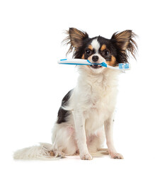 Chihuahua with a toothbrush in the mouth