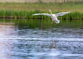 Mute swan in a bird sanctuary in southern Germany.