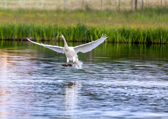 Mute swan in a bird sanctuary in southern Germany.