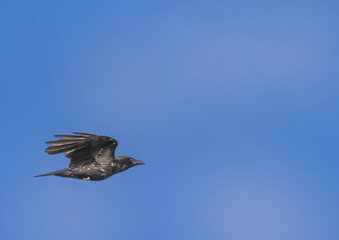 Carrion crow in a bird sanctuary in southern Germany