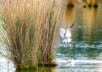 Black-headed gull in a bird sanctuary in southern Germany