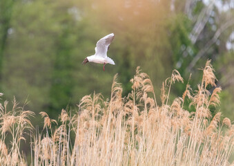 Black-headed gull in a bird sanctuary in southern Germany