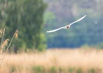 Black-headed gull in a bird sanctuary in southern Germany