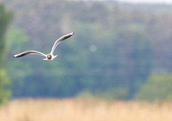 Black-headed gull in a bird sanctuary in southern Germany
