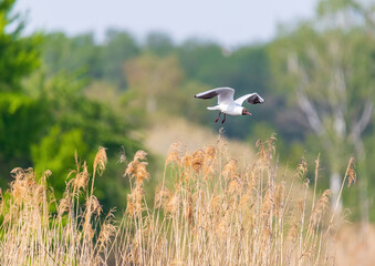 Black-headed gull in a bird sanctuary in southern Germany