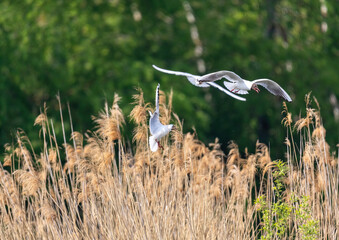 Black-headed gull in a bird sanctuary in southern Germany