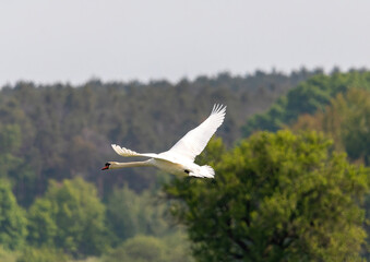 Mute swan in a bird sanctuary in southern Germany.