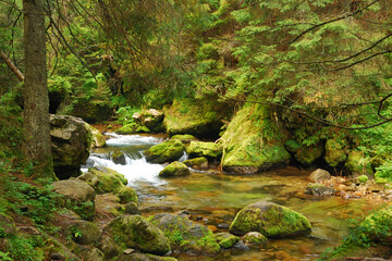 Płynący w lesie górski potok w Dolinie Kościeliskiej. Polska część Tatr. © Przemek