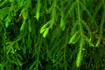 Green spruce branches on a tree in the forest