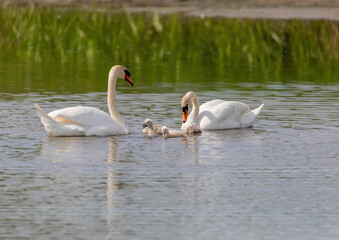 Mute swan in a bird sanctuary in southern Germany.