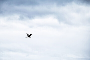 Grey heron flying in the sky