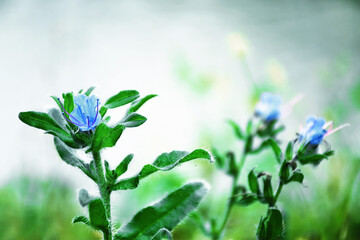 Viper's bugloss (Echium vulgare) flower in the field