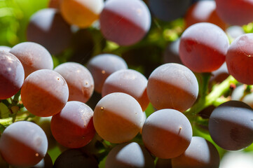 Close-Up Of Grapes Growing At Vineyard