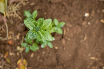 Freshly planted peppermint plant - working in the home garden - Agriculture and vegetable growing - Freshly planted peppermint in organic soil, planting process - top view
