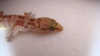 Gecko - close up
Amazing Camouflage Animals, Camouflage lizards
It's also called Mediterranean house gecko, akdeniz sakanguru, pacific house gecko, wall gecko, house lizard
