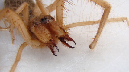 spider. 
Close Up camel spider isolated on white background.
closeup the head of a camel spider
...