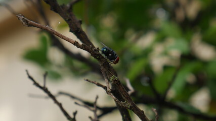 Fly on branch