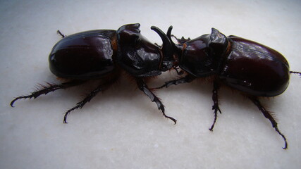 Rhinoceros beetle, Rhino beetle, Fighting beetle
European rhinoceros beetle, the male of which has a curved horn extending from the head , Arthropoda ,fight , large insect
insect, insects, bug, bugs