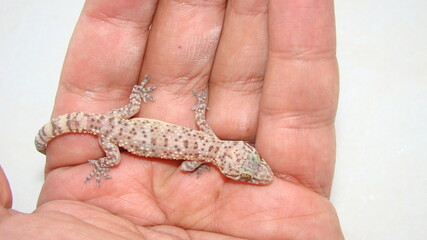 Gecko - close up.
Amazing Camouflage Animals, Camouflage lizards.
It's also called Mediterranean house gecko, akdeniz sakanguru, pacific house gecko, wall gecko, house lizard
reptile, reptiles, animal