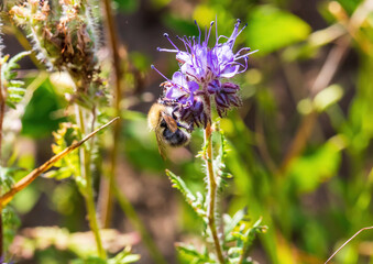 A field bumblebee sits on a Phacelia tanacetifolia and collects nectar