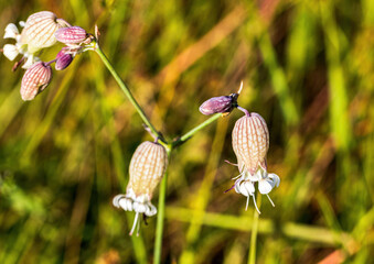 Image of a silene vulgaris on a wildflower meadow