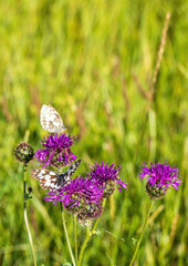 Macro shot of a Melanargia galathea butterfly on a Centaurea scabiosa flower in a wildflower meadow