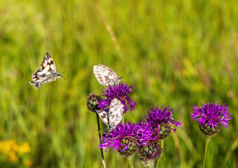 Macro shot of a Melanargia galathea butterfly on a Centaurea scabiosa flower in a wildflower meadow